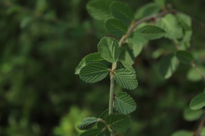 Melochia parvifolia, photographed by Andrés Ramírez-Barrera