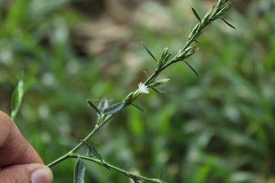 Pseudelephantopus spicatus, photographed by Andrés Ramírez-Barrera