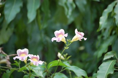 Bignonia potosina, photographed by Neptalí Ramírez Marcial