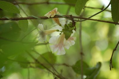 Bignonia potosina, photographed by Neptalí Ramírez Marcial
