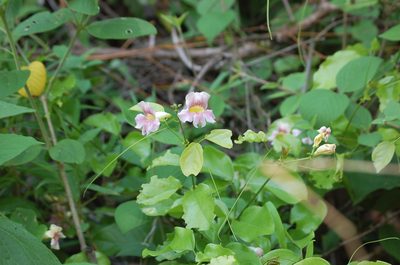 Bignonia potosina, photographed by Neptalí Ramírez Marcial