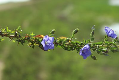 Hydrolea spinosa, photographed by Andrés Ramírez-Barrera