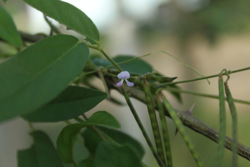 Teramnus volubilis, photographed by Andrés Ramírez-Barrera