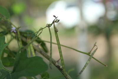 Teramnus volubilis, photographed by Andrés Ramírez-Barrera