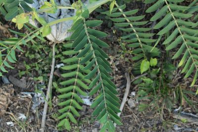Senna aculeata, photographed by Andrés Ramírez-Barrera