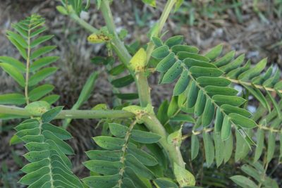 Senna aculeata, photographed by Andrés Ramírez-Barrera