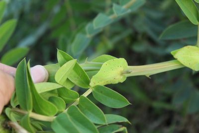 Senna aculeata, photographed by Andrés Ramírez-Barrera
