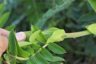 Senna aculeata, photographed by Andrés Ramírez-Barrera