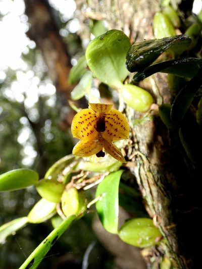 Bulbophyllum analamazoatrae, photographed by Kai Squires