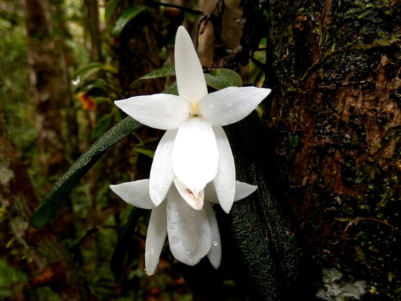 Aerangis fastuosa, photographed by Kai Squires
