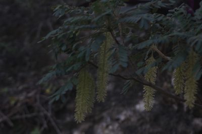 Alvaradoa amorphoides, photographed by Juan Cruzado Cortés