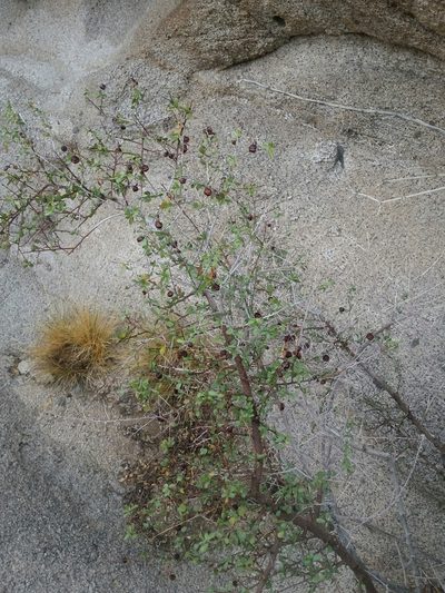 Colubrina californica, photographed by Bob Miller