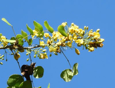 Haematoxylum brasiletto, photographed by Francisco Farriols Sarabia