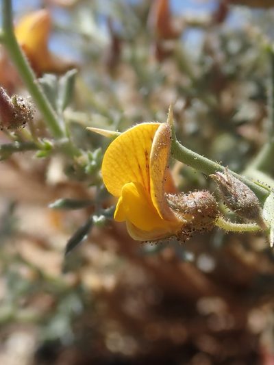 Adesmia erinacea, photographed by Nolan Exe