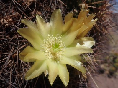 Maihueniopsis camachoi, photographed by Nolan Exe