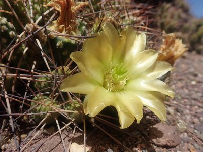 Maihueniopsis camachoi, photographed by Nolan Exe