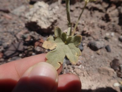 Tiquilia atacamensis, photographed by Nolan Exe
