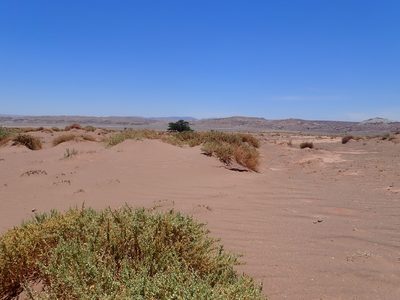 Atriplex atacamensis, photographed by Nolan Exe