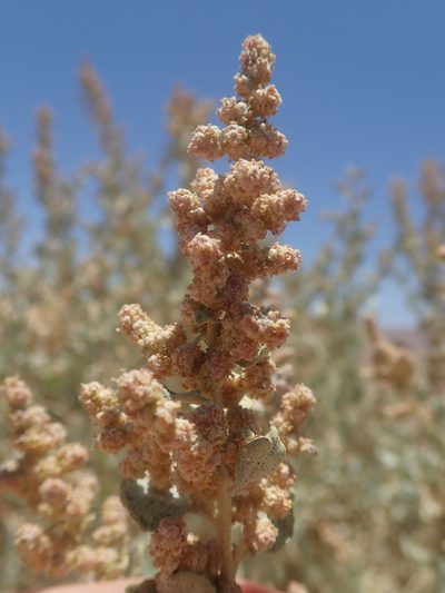 Atriplex atacamensis, photographed by Nolan Exe