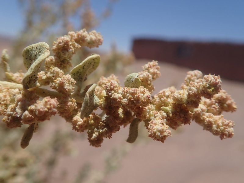 Atriplex atacamensis, photographed by Nolan Exe