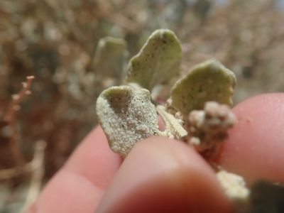 Atriplex atacamensis, photographed by Nolan Exe
