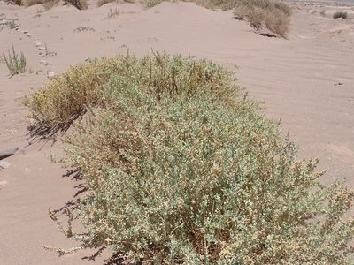 Atriplex atacamensis, photographed by Nolan Exe