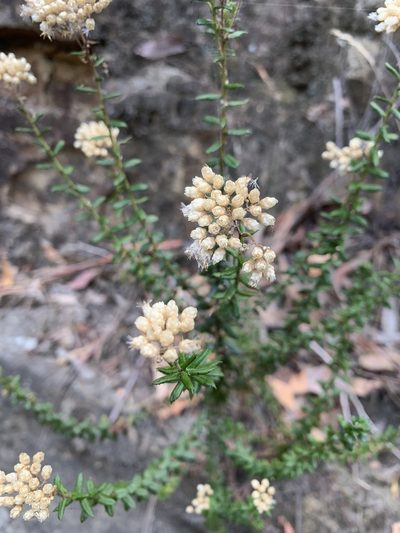 Cassinia denticulata, photographed by Guy Taseski