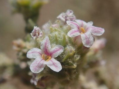 Aloysia deserticola, photographed by Nolan Exe