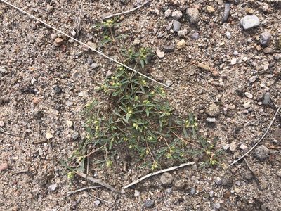 Euphorbia parryi, photographed by Jared Shorma