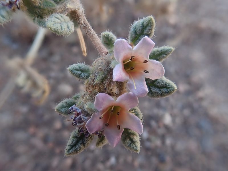 Tiquilia atacamensis, photographed by Nolan Exe