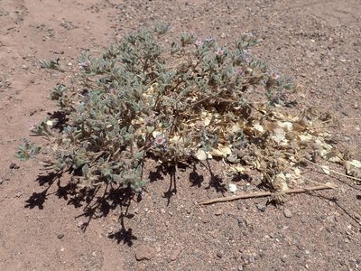 Tiquilia atacamensis, photographed by Nolan Exe
