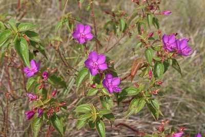 Rhynchanthera grandiflora, photographed by Kristof Zyskowski