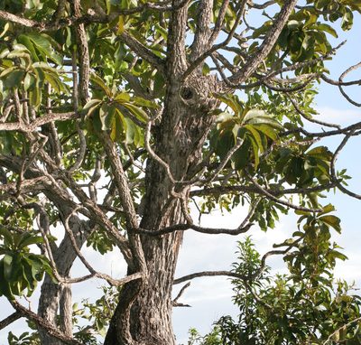 Salvertia convallariodora, photographed by Kristof Zyskowski