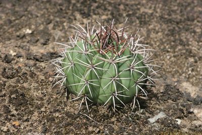 Melocactus neryi, photographed by Kristof Zyskowski
