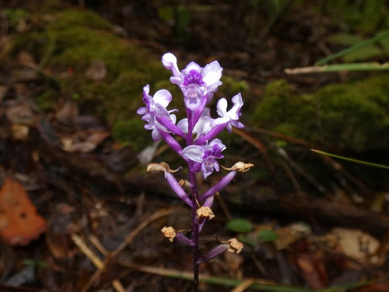 Cynorkis ridleyi, photographed by Kai Squires