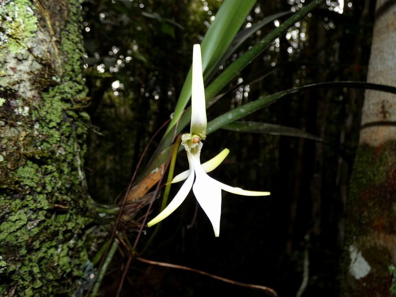 Jumellea stenophylla, photographed by Kai Squires