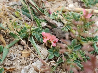 Indigofera tsiangiana, photographed by Aravinth