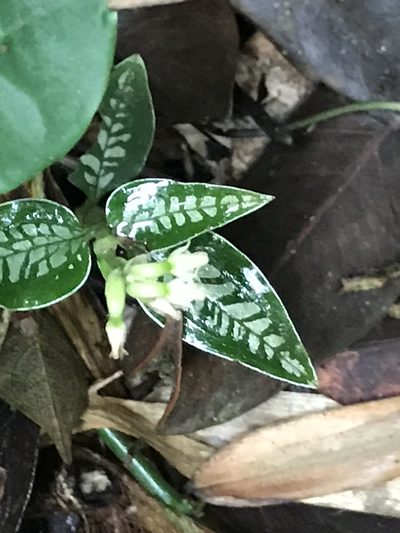 Microchilus querceticola, photographed by Dario Taraborelli