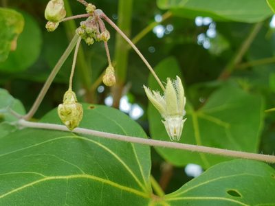 Pergularia daemia, photographed by Aravinth