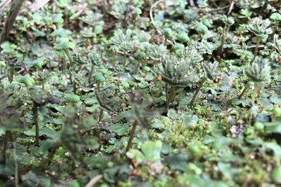 Marchantia inflexa, photographed by Andrew J. Crawford
