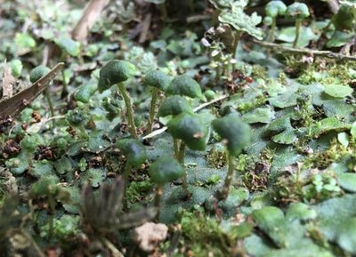 Marchantia inflexa, photographed by Andrew J. Crawford
