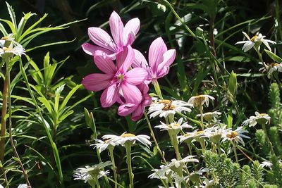 Geissorhiza outeniquensis, photographed by Di Turner