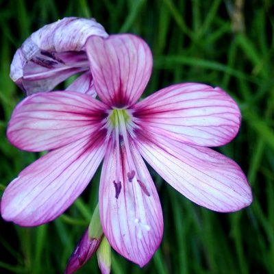 Geissorhiza outeniquensis, photographed by Di Turner