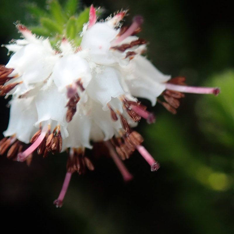 Erica stylaris, photographed by Di Turner