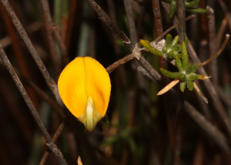 Aspalathus strigosa, photographed by Brian du Preez