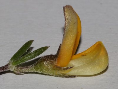Aspalathus strigosa, photographed by Brian du Preez