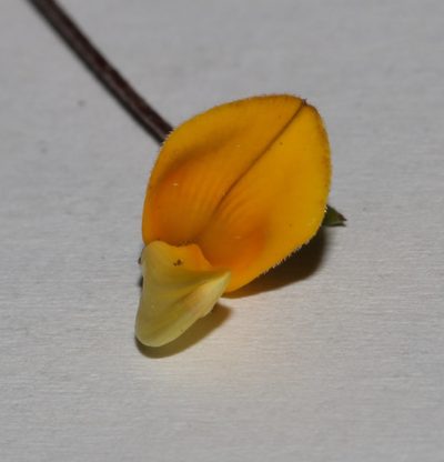 Aspalathus strigosa, photographed by Brian du Preez