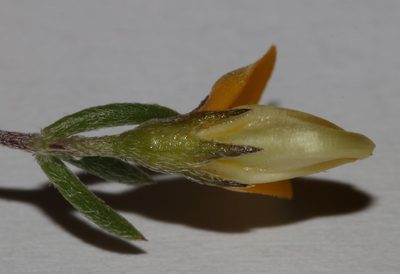 Aspalathus strigosa, photographed by Brian du Preez
