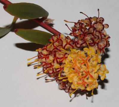 Leucospermum secundifolium, photographed by Brian du Preez