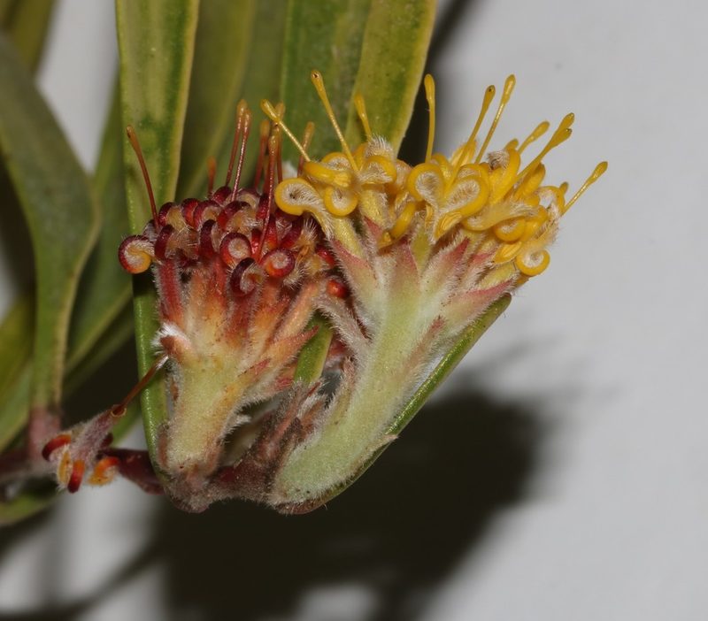 Leucospermum secundifolium, photographed by Brian du Preez